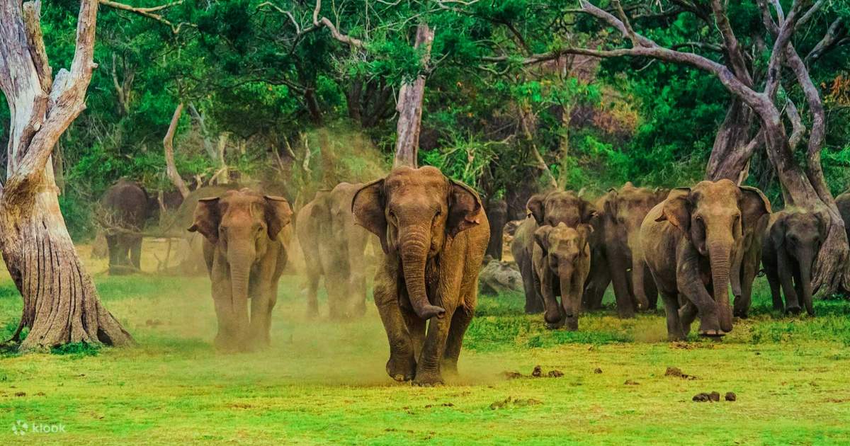 Udawalawe National Park